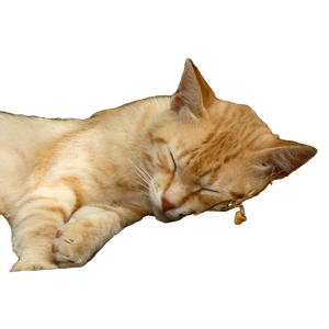 A Cat Sleeping On The Ground With Its Eyes Closed