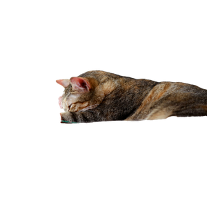 A Cat Sleeping On Top Of A Bed Next To A Wall