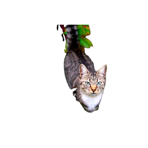 Related cat image: A Cat Standing In The Middle Of Some Leaves