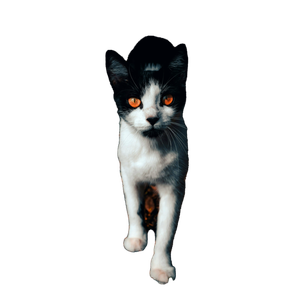 A Cat Standing In The Woods - Cat PNG image with transparent background