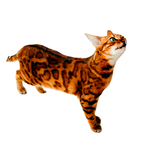 A Cat Standing Next To A Radiator On A Hard Wood Floor