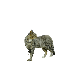 A Cat Standing On A Rock