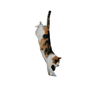 A Cat Standing On Its Hind Legs On A Ledge