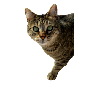 A Cat Standing On Top Of A Cement Slab