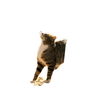 A Cat Standing On Top Of A Dirt Field Next To A Person