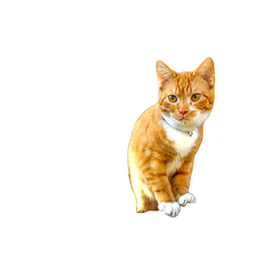 A Cat Standing On Top Of A Pile Of Leaves