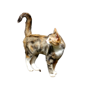 A Cat Standing On Top Of A Wooden Crate