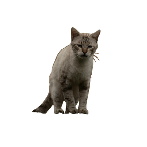 A Cat Standing On Top Of A Wooden Post