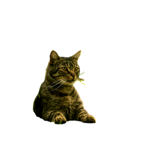 A Cat That Is Sitting In The Grass - Cat PNG image with transparent background