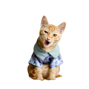 A Cat That Is Sitting On A Bed – cat PNG with transparent background