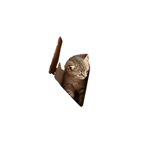 A Cat That Is Sitting On A Book Shelf - Cat PNG image with transparent background