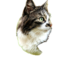 A Cat That Is Standing In The Grass