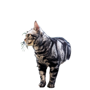 A Cat That Is Standing In The Grass