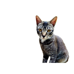 A Cat That Is Standing On A Brick Floor - Cat PNG image with transparent background