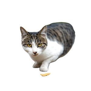 A Cat That Is Standing On A Sidewalk