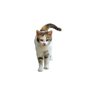 A Cat That Is Walking Down A Sidewalk