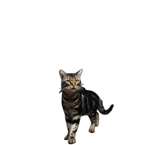A Cat Walking Across A Cement Floor Next To A Doorway