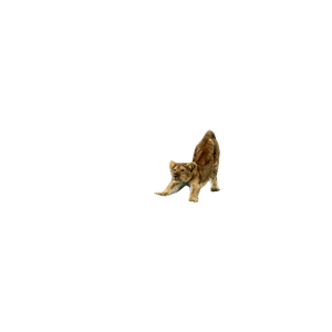 A Cat Walking Across A Muddy Field Next To A Puddle Of Water