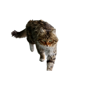 A Cat Walking Across A Sidewalk Next To A Building