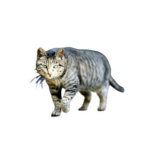 Related cat image: A Cat Walking Across A Street Next To A Park Bench