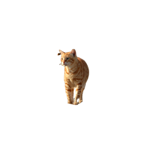 A Cat Walking In A Field
