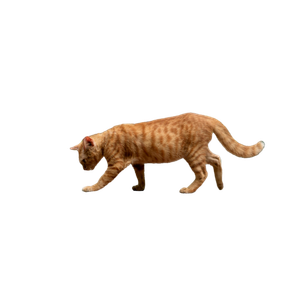 A Cat Walking On A Brick Path