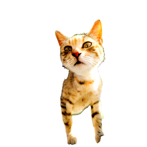 A Cat Walking On A Sidewalk