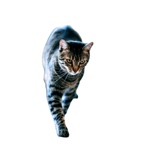 A Cat Walking On A Wooden Floor Next To A Wall - Cat PNG image with transparent background