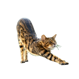 A Cat With A Large Rock On Its Head – cat PNG with transparent background