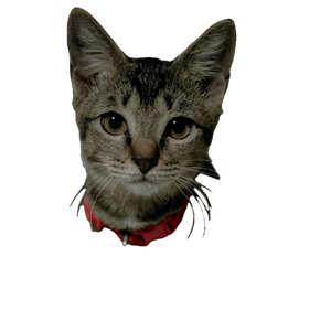A Cat With A Red Collar Sitting Down – cat PNG with transparent background