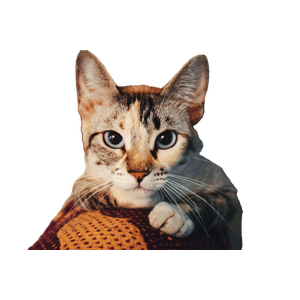 A Cat With A Surprised Expression – cat PNG with transparent background