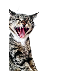A Cat With Its Mouth Open – cat PNG with transparent background