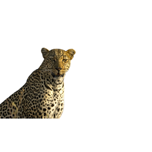 A Cheetah With A Long Neck