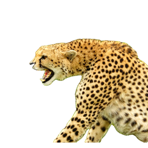 Related cat image: A Cheetah With It'S Mouth Open Standing In The Grass