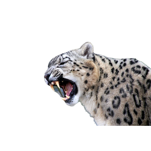 A Cheetah With Its Mouth Open