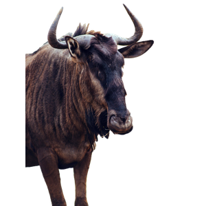 A Close Up Of A Buffalo – cat PNG with transparent background