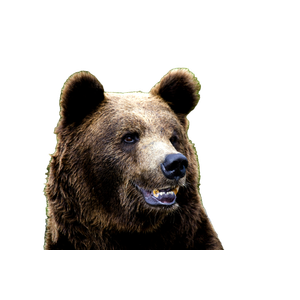 A Close Up Of A Brown Bear With Trees In The Background
