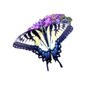 A Close Up Of A Butterfly On A Flower