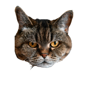 A Close Up Of A Cat On A Bed – cat PNG with transparent background