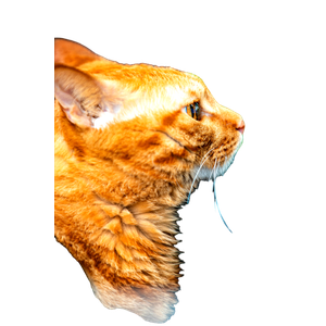 A Close Up Of A Cat On A Person'S Arm – cat PNG with transparent background