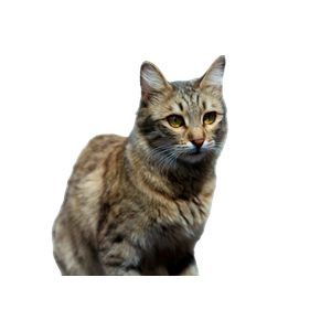 A Close Up Of A Cat On A Sidewalk – cat PNG with transparent background