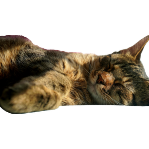 A Close Up Of A Cat Sleeping On A Bed