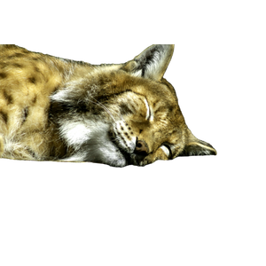 A Close Up Of A Cat Sleeping On A Ledge