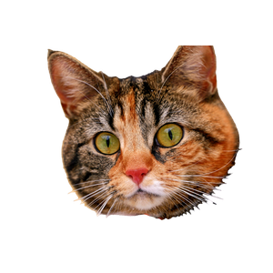 Related cat image: A Close Up Of A Cat Wearing A Vest