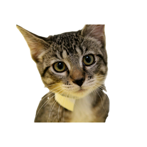 A Close Up Of A Cat Wearing A Yellow Collar – cat PNG with transparent background