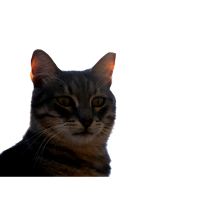 A Close Up Of A Cat With A Sky Background - Cat PNG image with transparent background