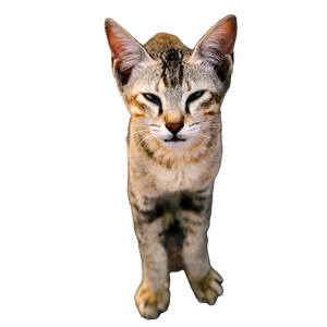 A Close Up Of A Cat With Its Eyes Closed – cat PNG with transparent background