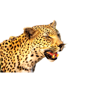 A Close Up Of A Cheetah With Its Mouth Open