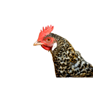 A Close Up Of A Chicken With A Red Comb – cat PNG with transparent background