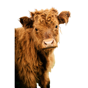 A Close Up Of A Cow – cat PNG with transparent background